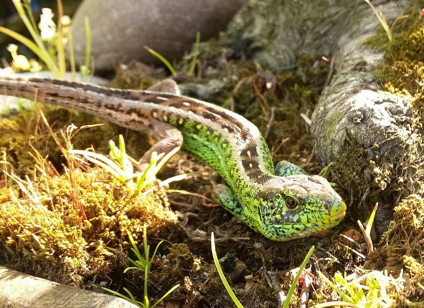 Eidechse im Garten