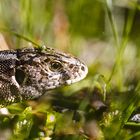 Eidechse im Gras