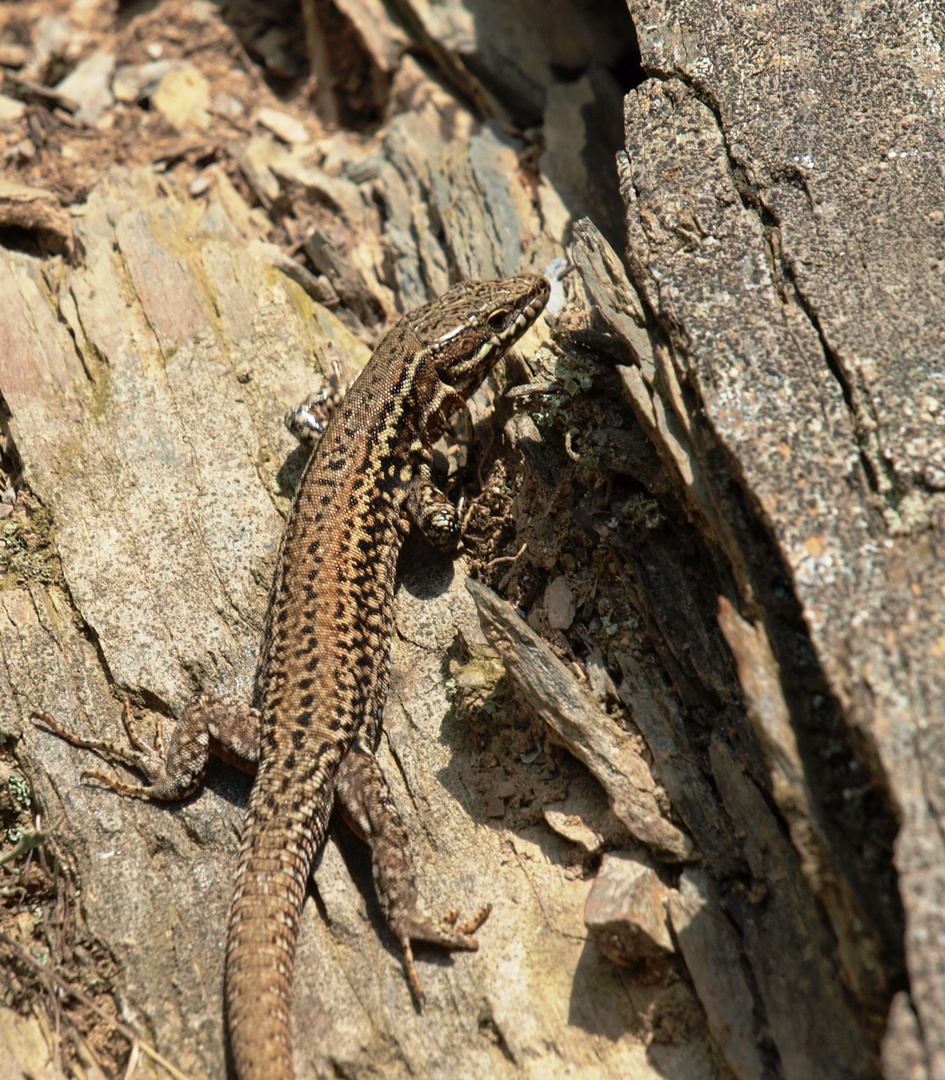 Eidechse im Nationalpark Eifel