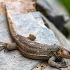 Eidechse im Naturschutzgebiet Maspalomas 