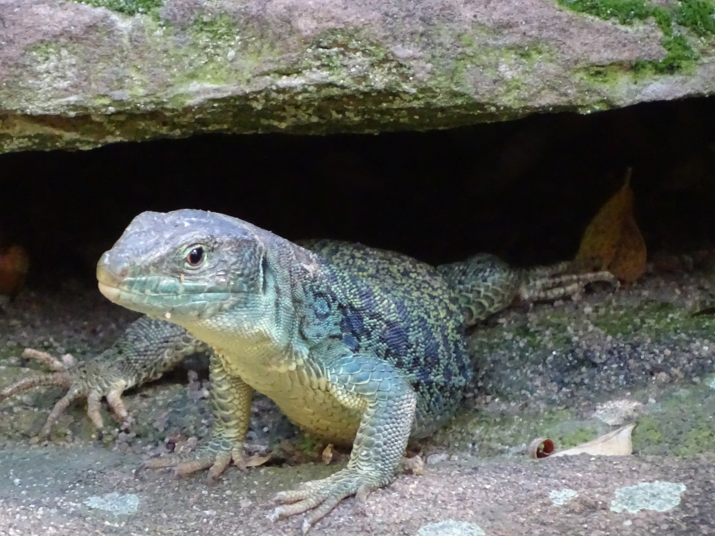 Eidechse im Nürnberger Tiergarten