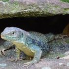 Eidechse im Nürnberger Tiergarten