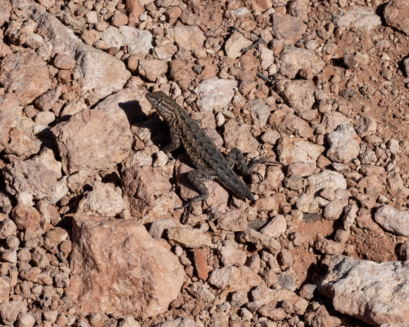 Eidechse im Red Rock Canyon