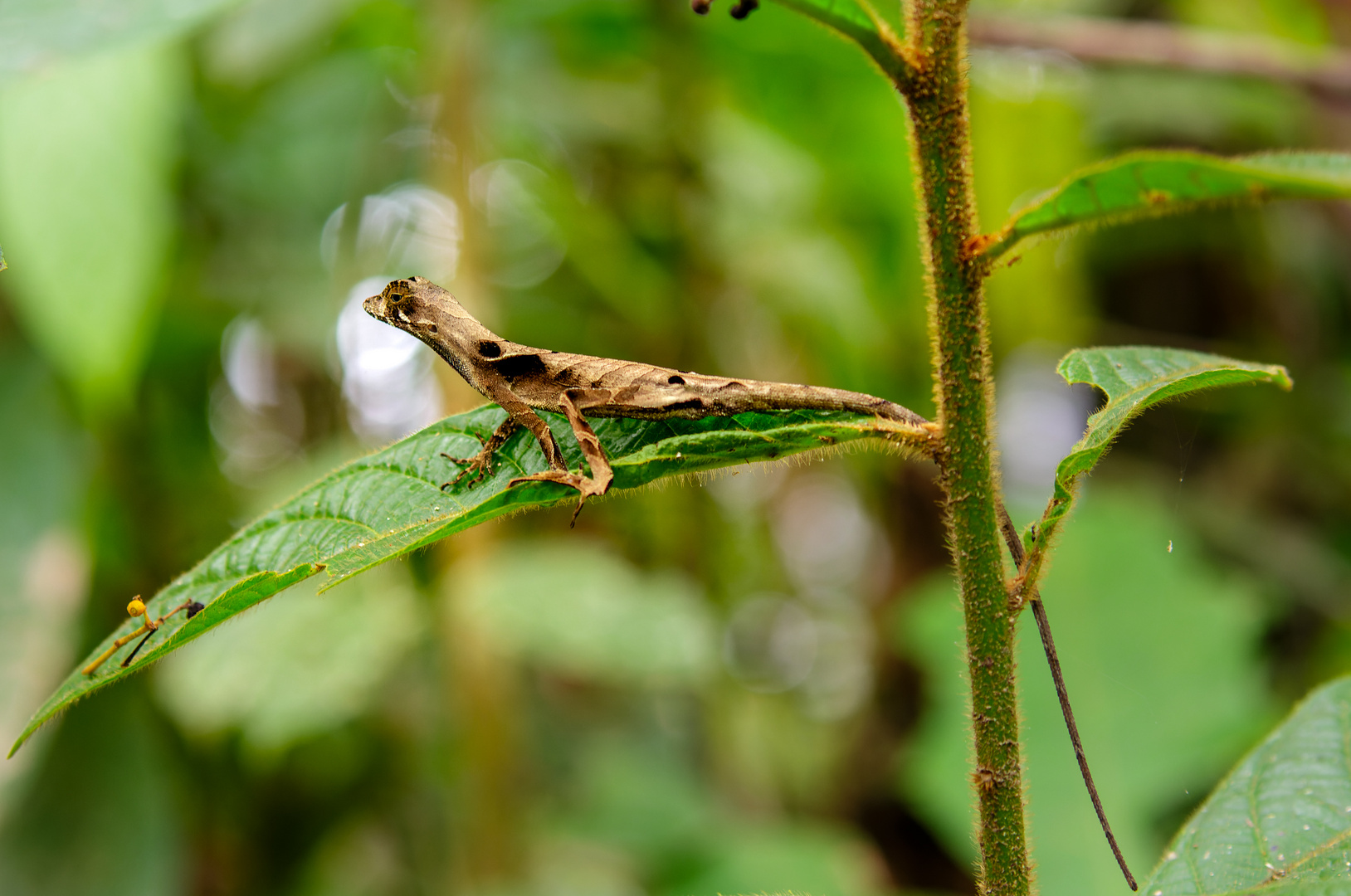 Eidechse im Regenwald