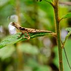 Eidechse im Regenwald