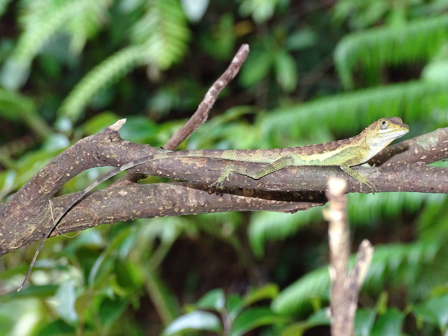 Eidechse im Regenwald von Ishigaki-jima