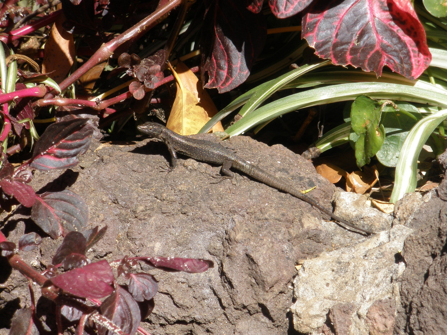 Eidechse im Stadtpark in Funchal