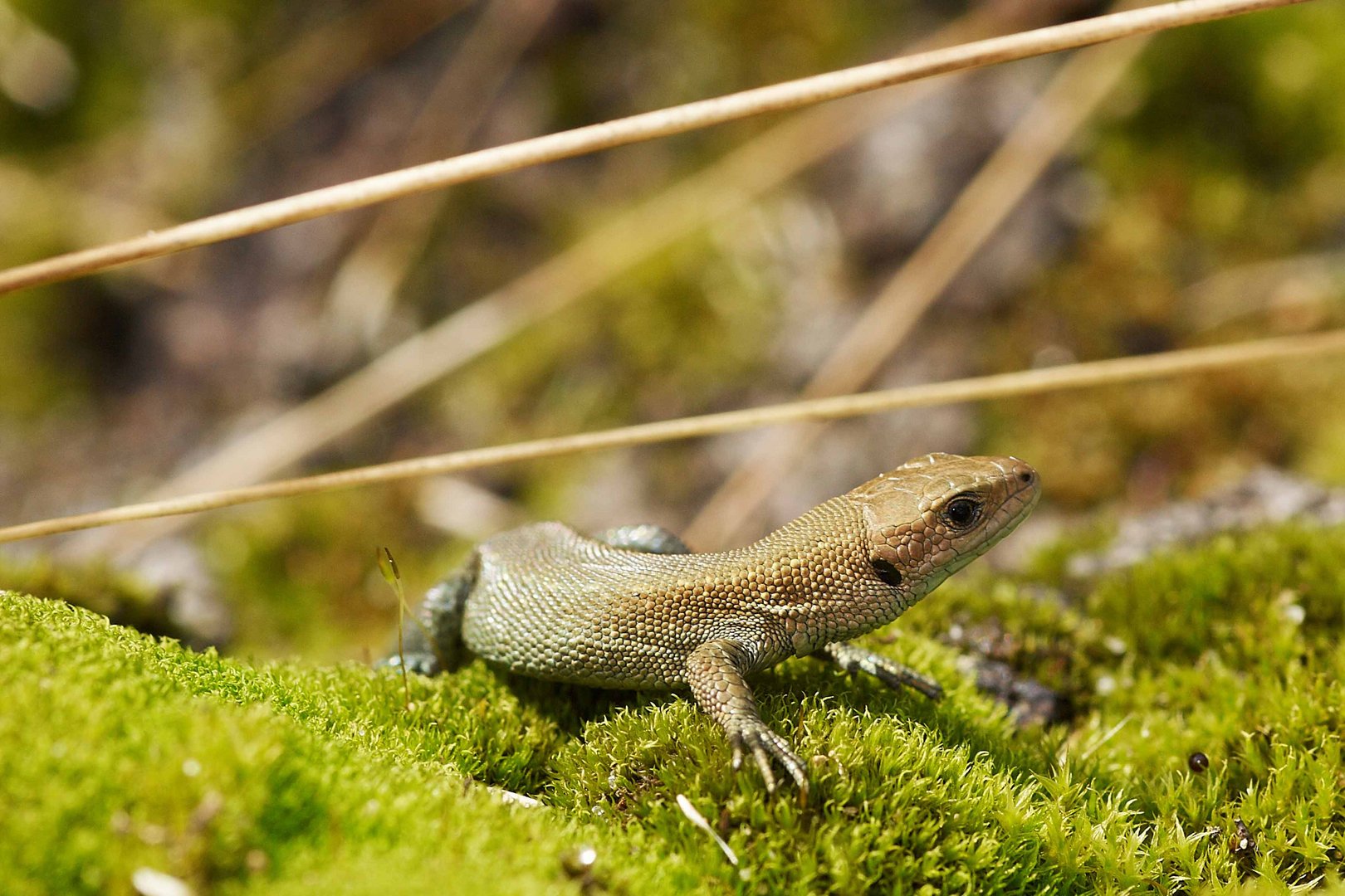 Eidechse im Wittmoor