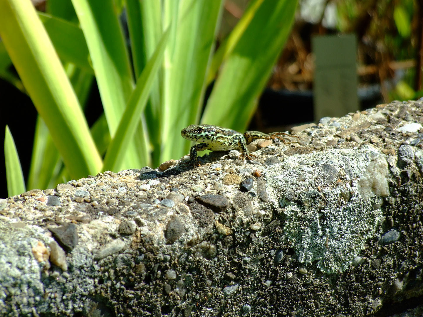 Eidechse in der Sonne