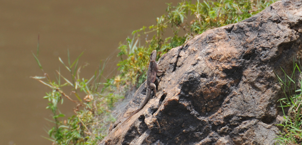 Eidechse, Kenia