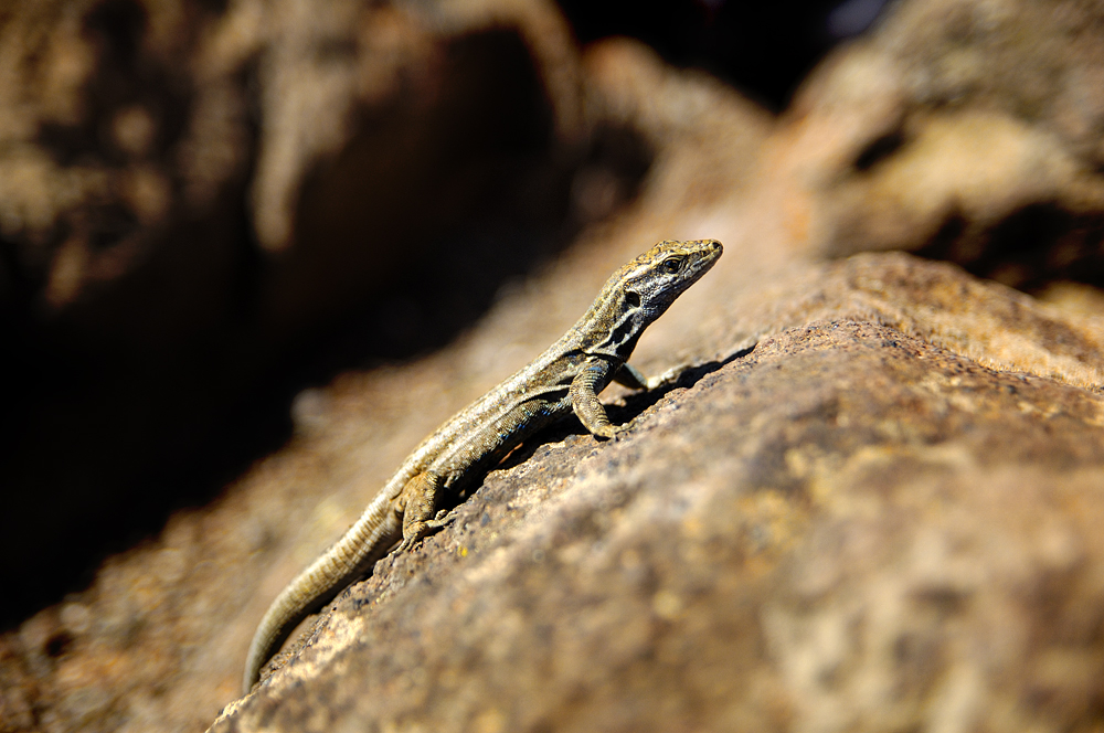 Eidechse, La Gomera