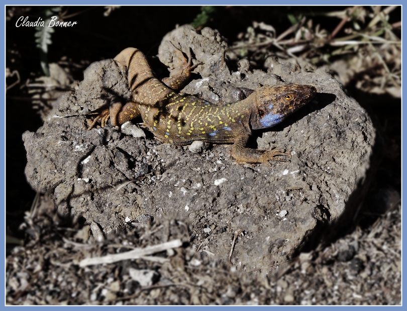 Eidechse - Largarto - Fauna Teneriffa