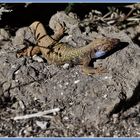 Eidechse - Largarto - Fauna Teneriffa