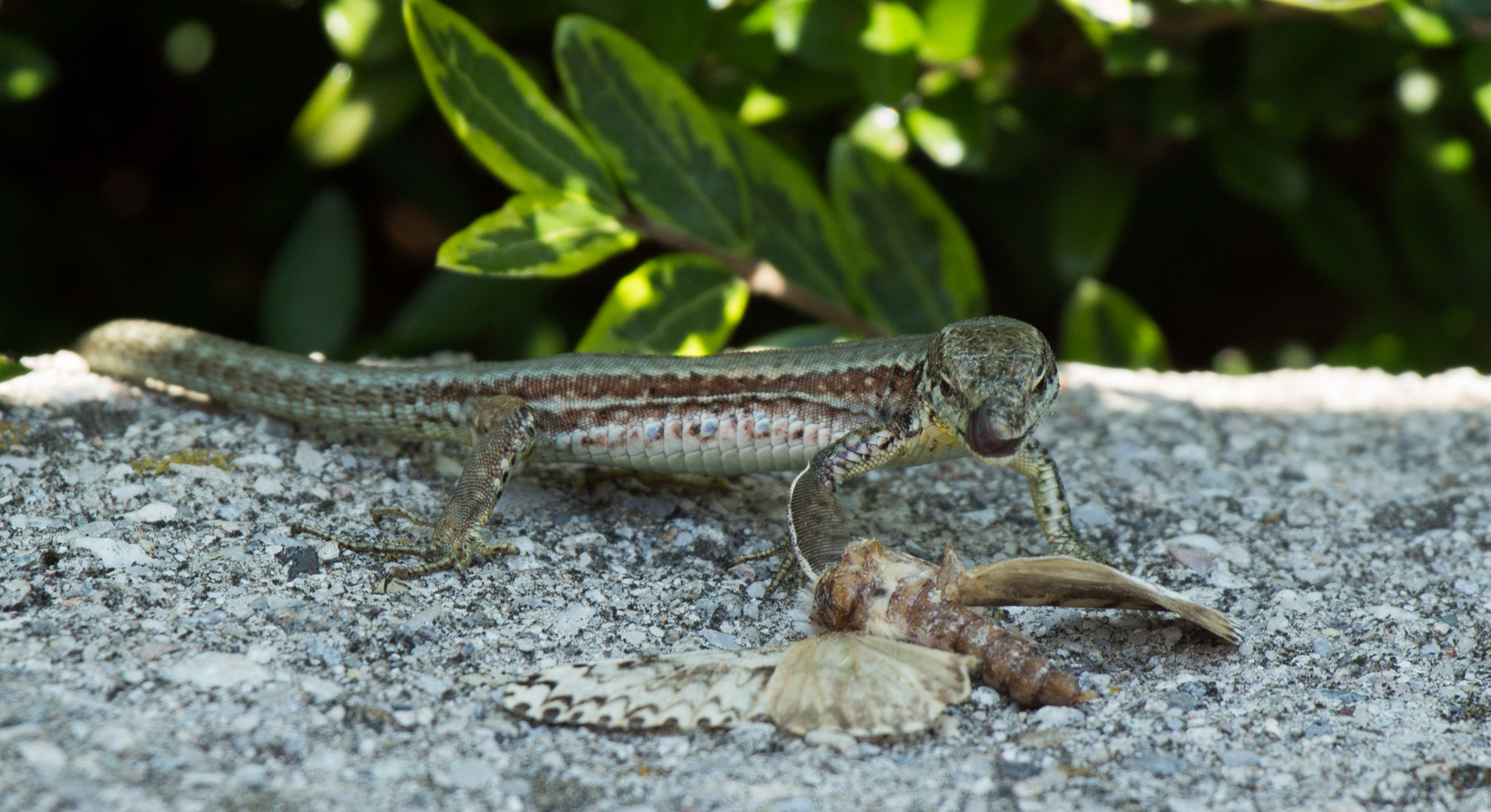 Eidechse mit Beute Foto & Bild natur, tiere, wildlife Bilder auf