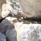 Eidechse mit Stacheln am Playa Pesquero auf Kuba