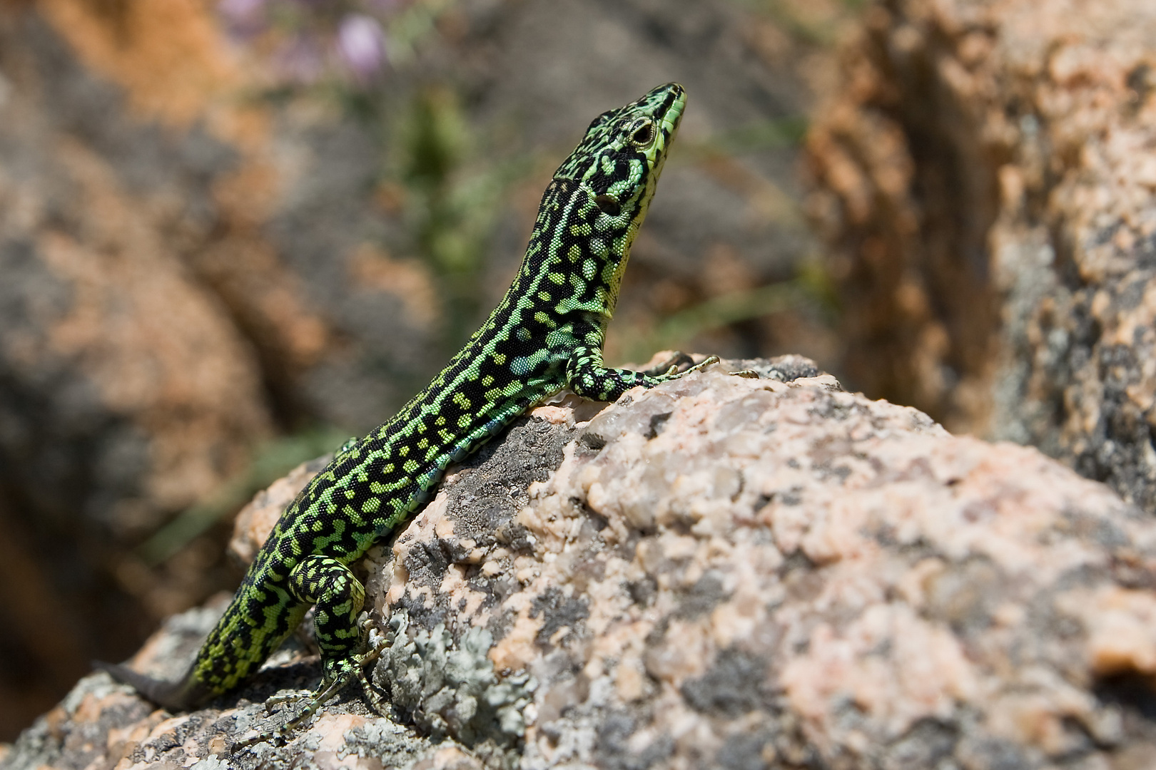 Eidechse (Sardinien)