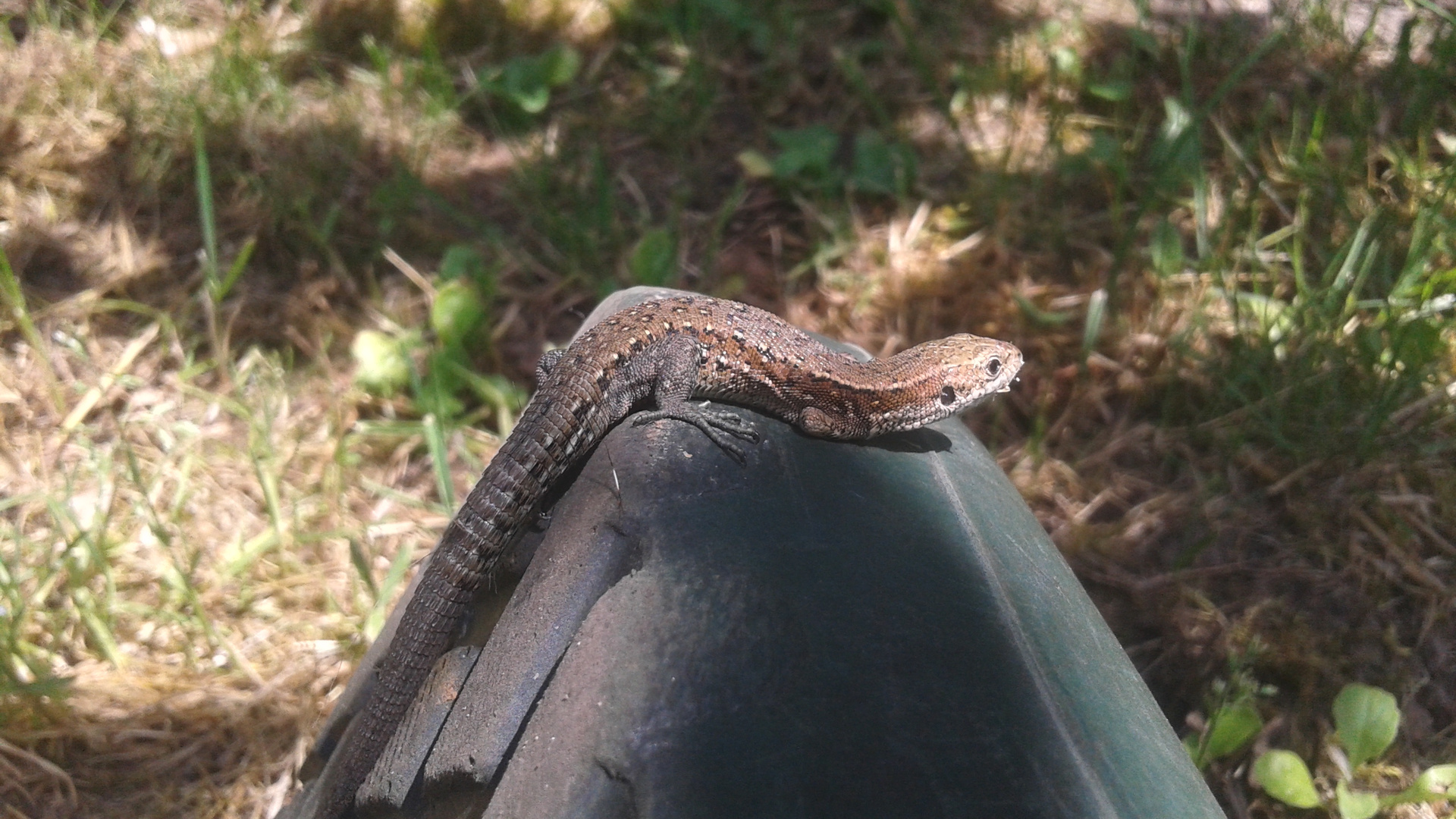 Eidechse sitzt auf Gartenschuh