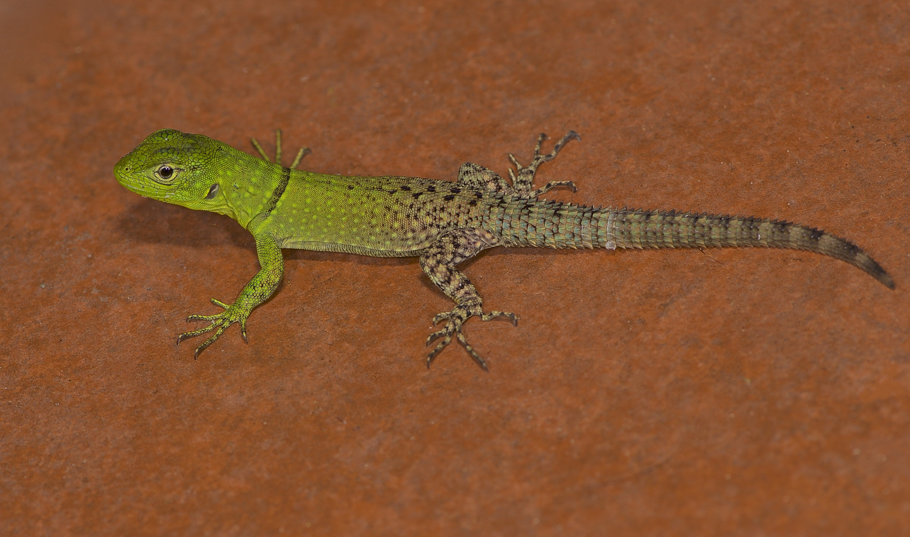 Eidechse sp. aus dem Bergregenwald von Peru