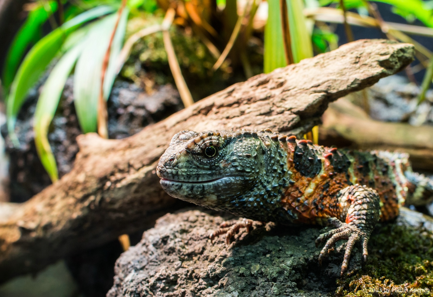 Eidechse Tierpark Schönbrunn