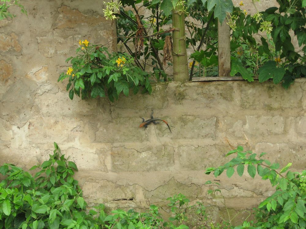 Eidechse und blühende Papaya von Eddylein 