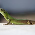 Eidechse (Vorher: Gecko)
