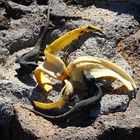 Eidechsen-Bananen-Spirale
