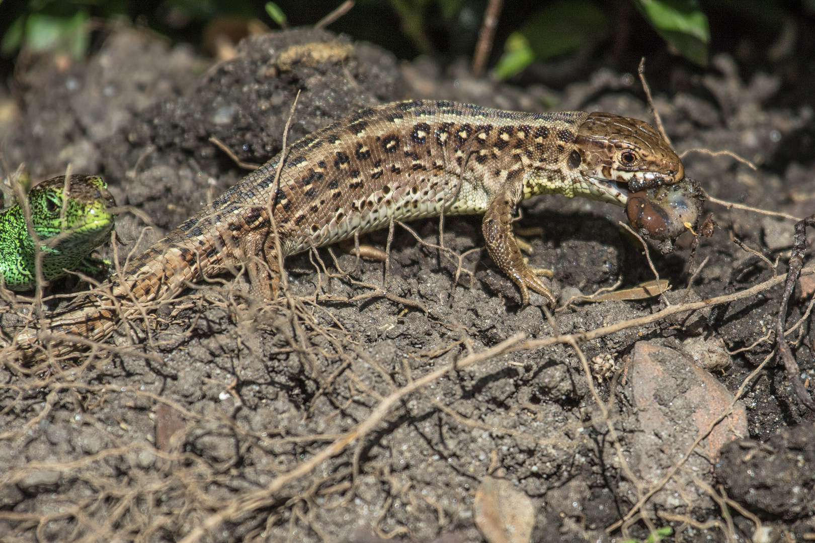 Eidechsen im Garten Foto & Bild tiere, wildlife
