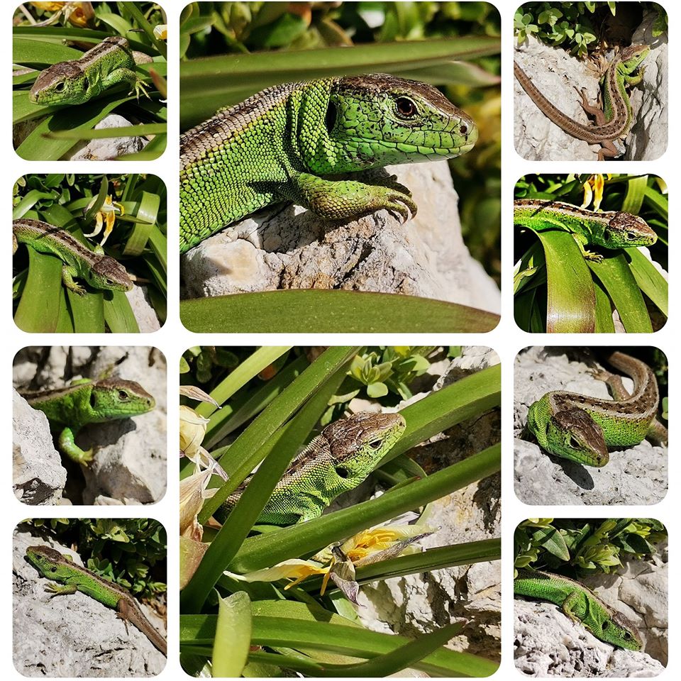 Eidechsen im Steingarten Foto & Bild tiere, zoo, wildpark & falknerei