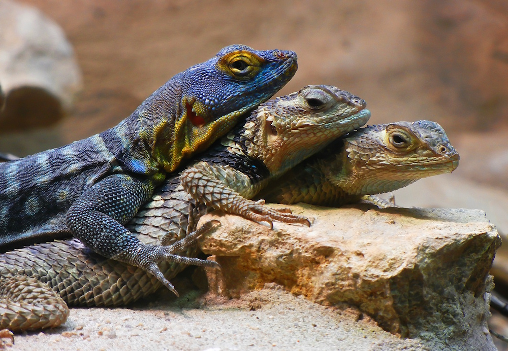 Eidechsen im Zoo Leipzig