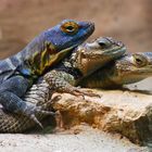 Eidechsen im Zoo Leipzig