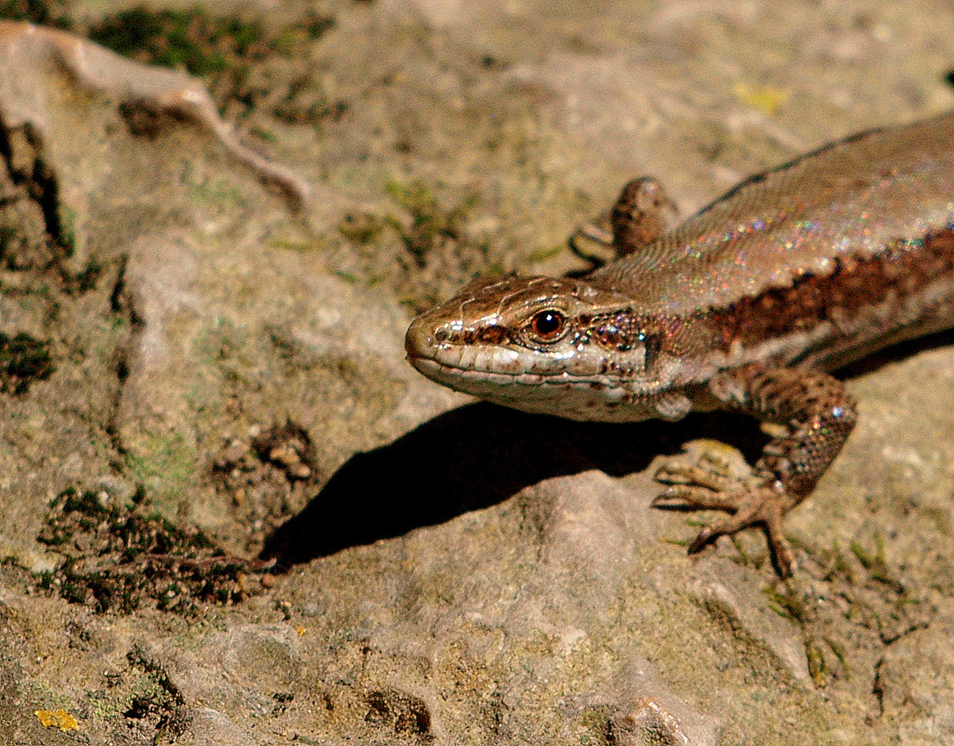 *** Eidechsen- Portrait ***