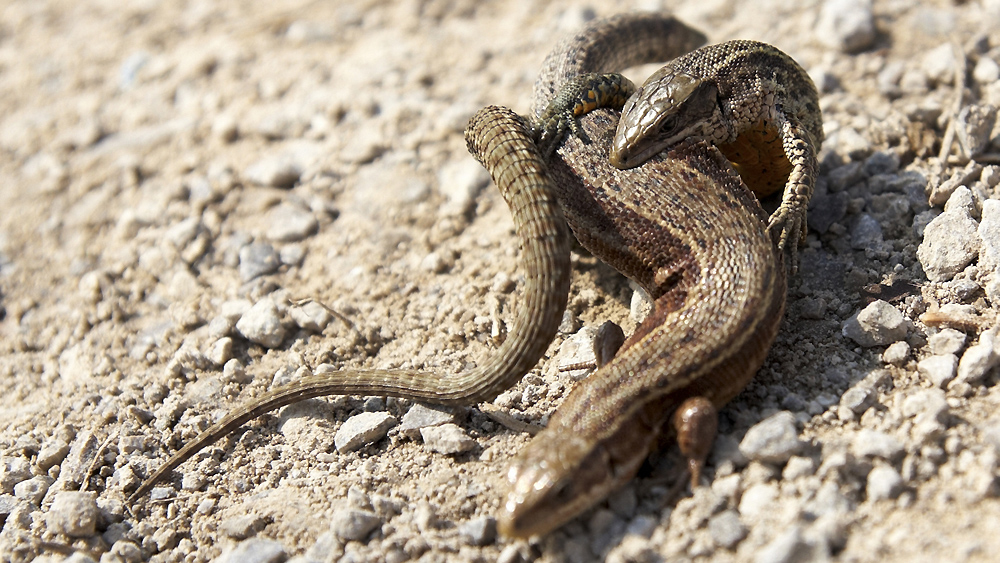 Eidechsen (Zootoca vivipara) Fight (=Paarung) am Schotterweg