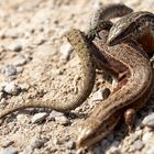 Eidechsen (Zootoca vivipara) Fight (=Paarung) am Schotterweg