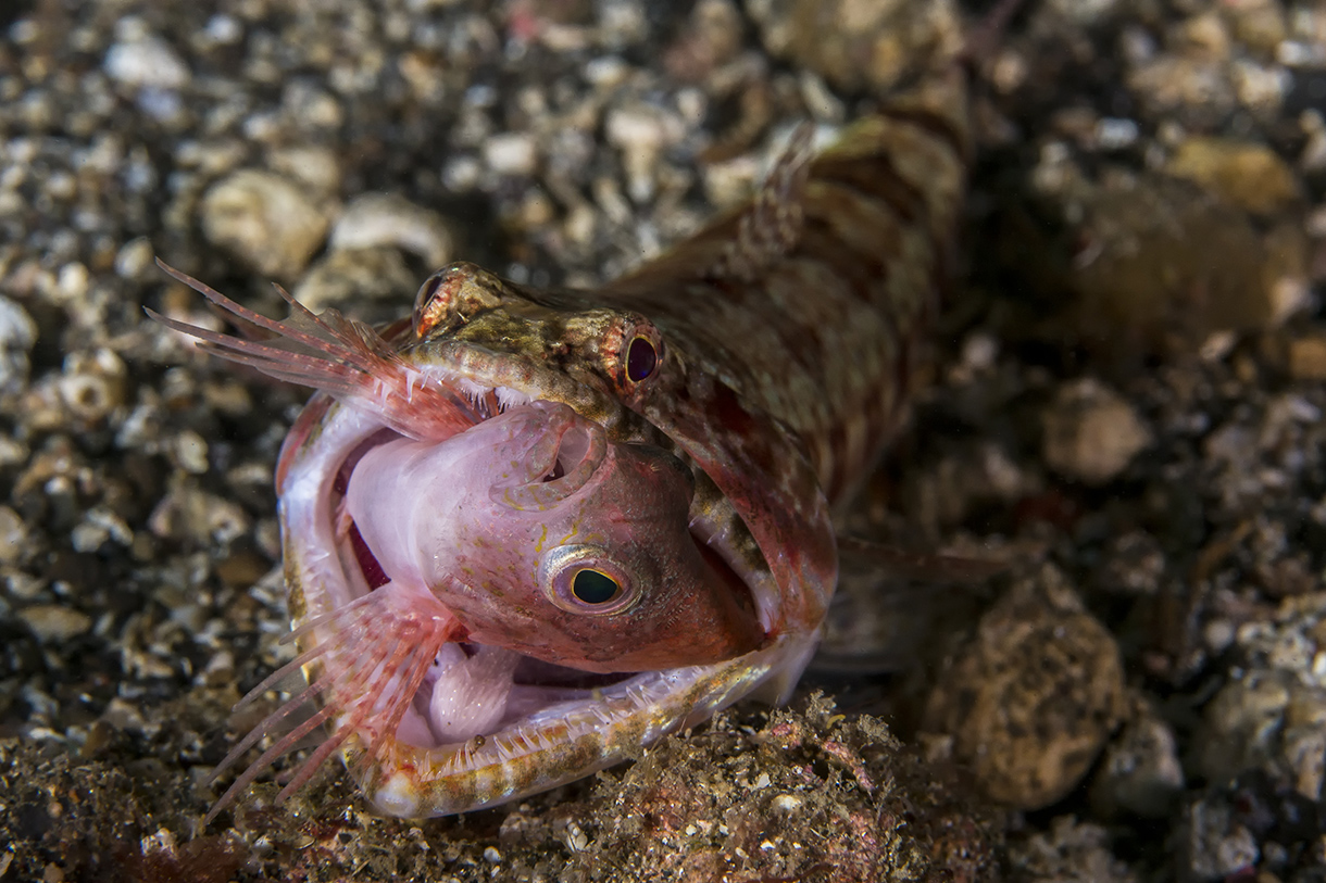 Eidechsenfisch Foto 5