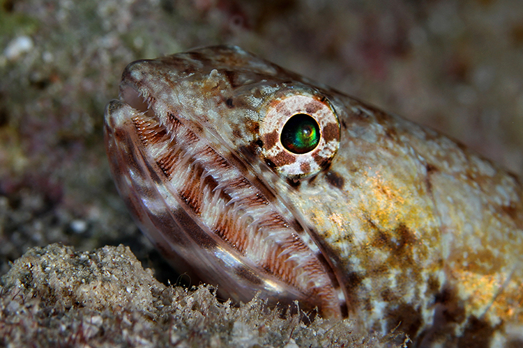 Eidechsenfisch Foto 1