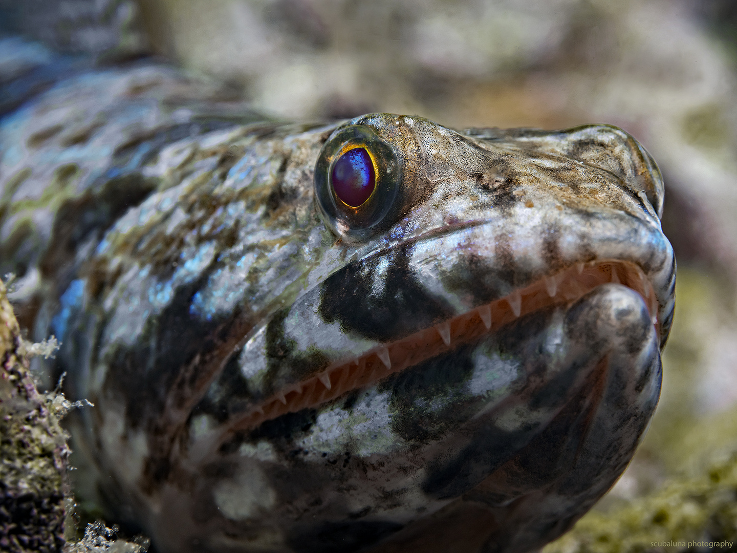 Eidechsenfisch auf der Lauer