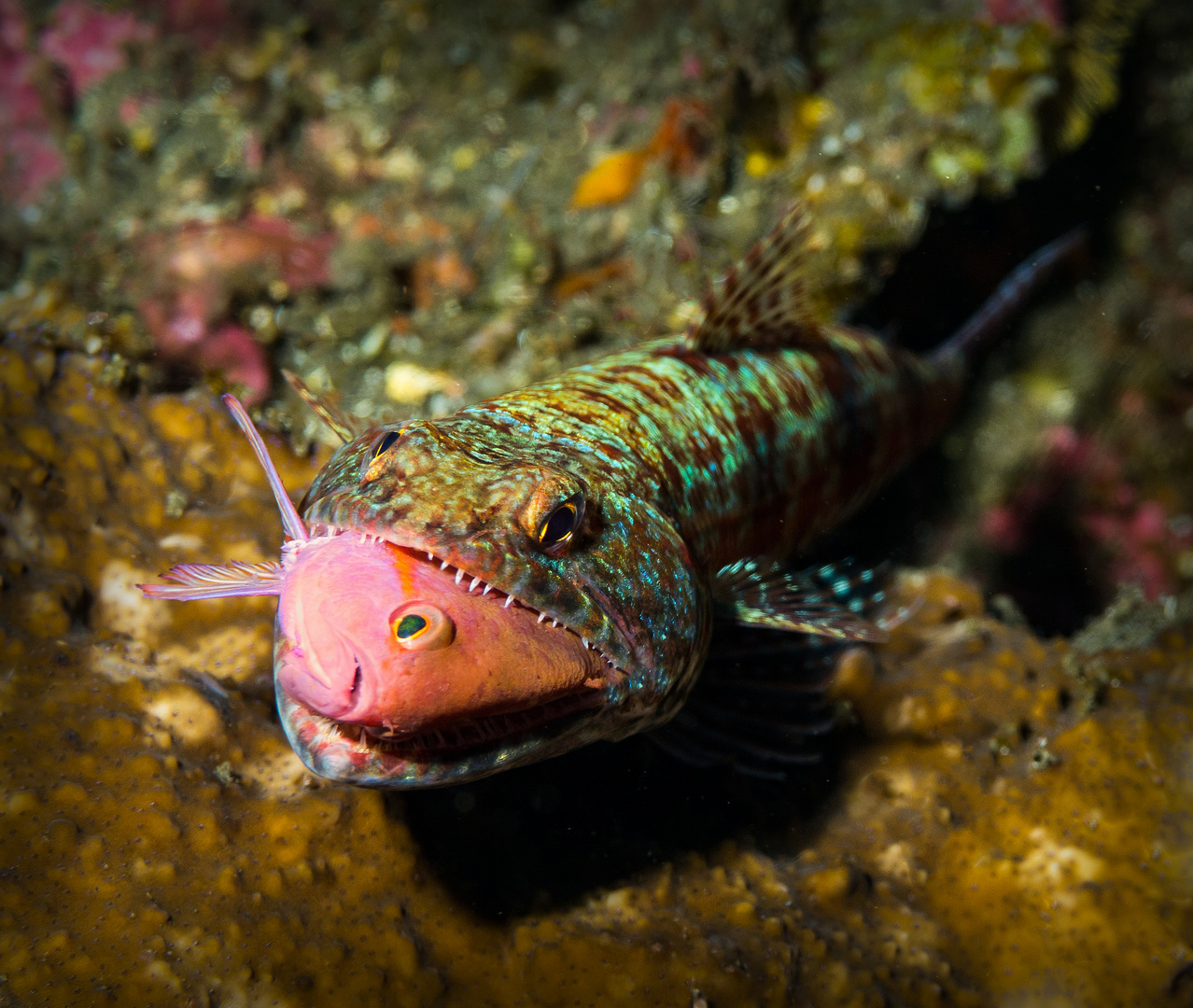 Eidechsenfisch / Bali neu bearbeitet