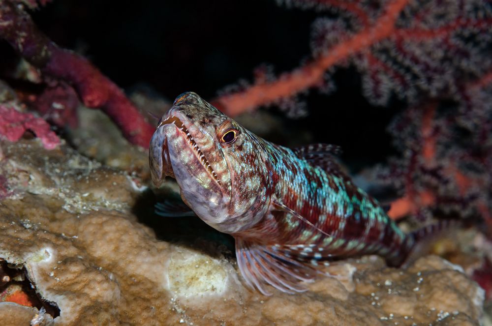 Eidechsenfisch (lat.: Synodontidae)