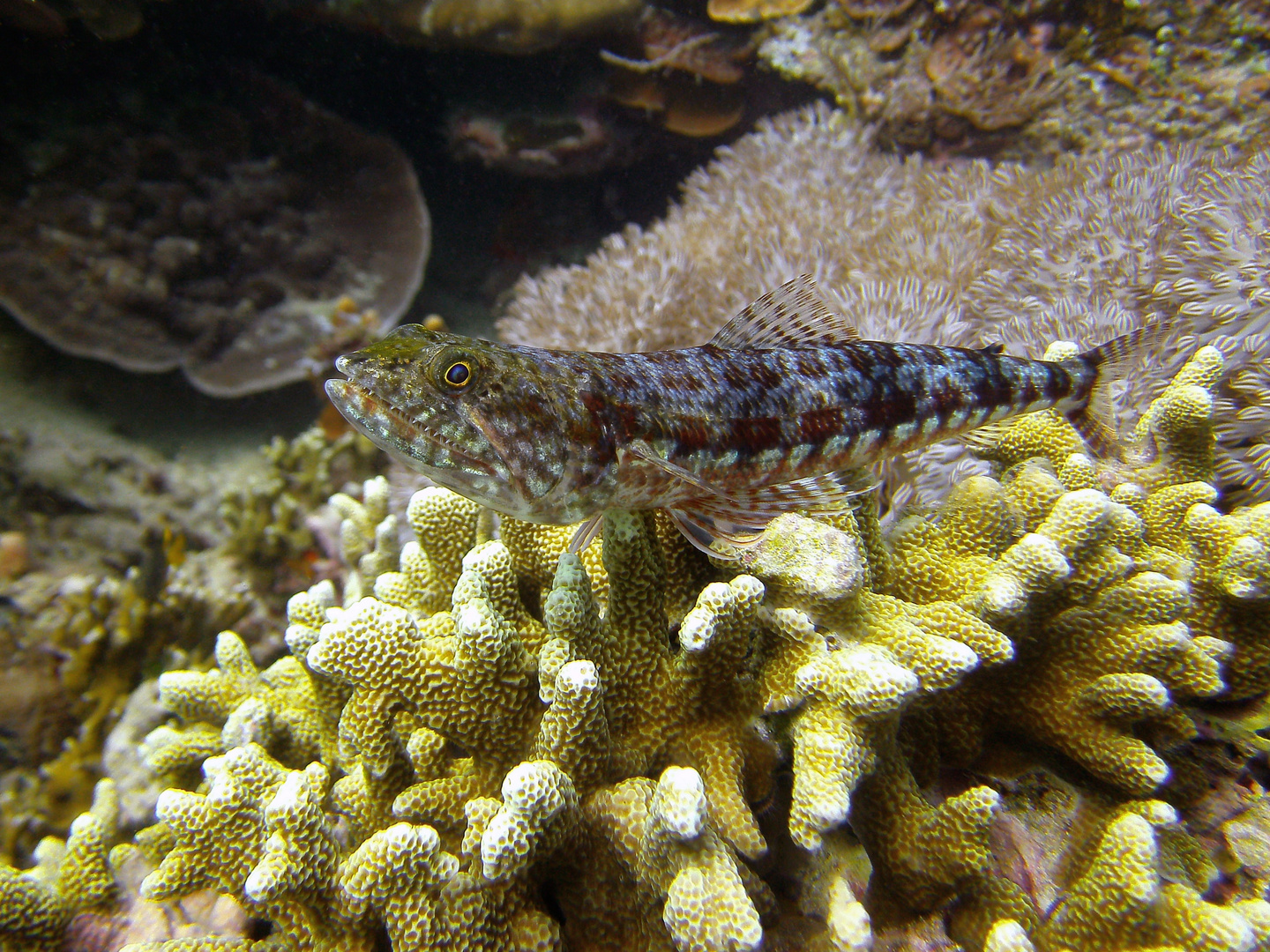 Eidechsenfisch / Lizardfish