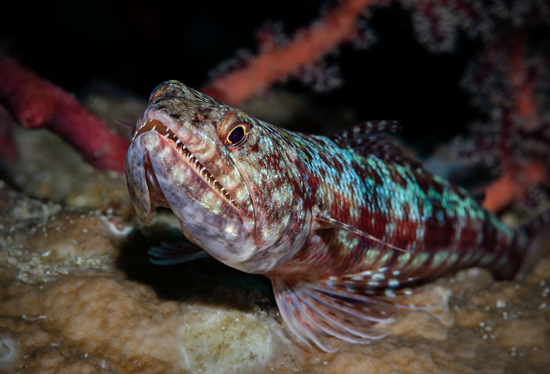 Eidechsenfisch Foto 3