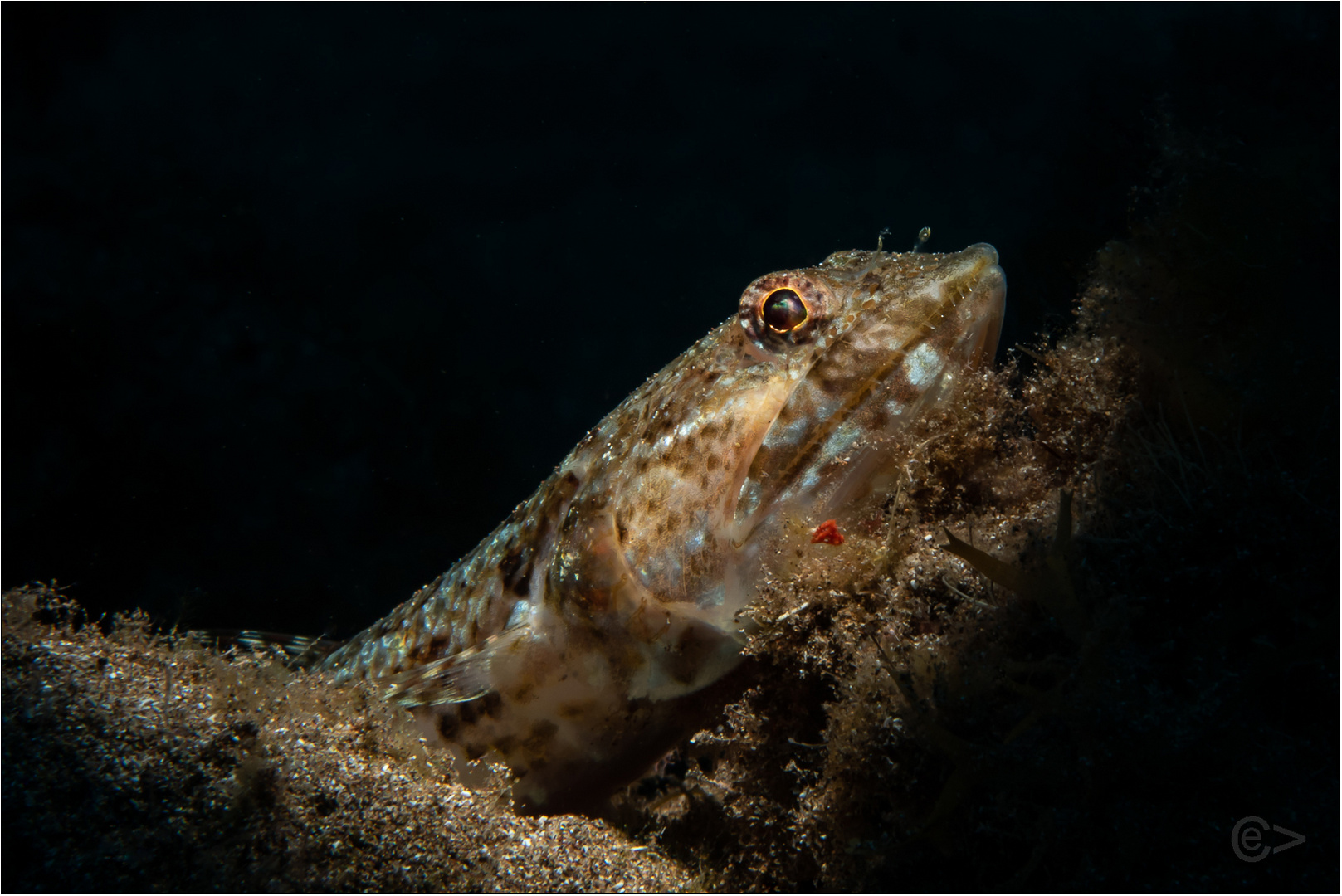 Eidechsenfisch Snoot-Gran Canaria