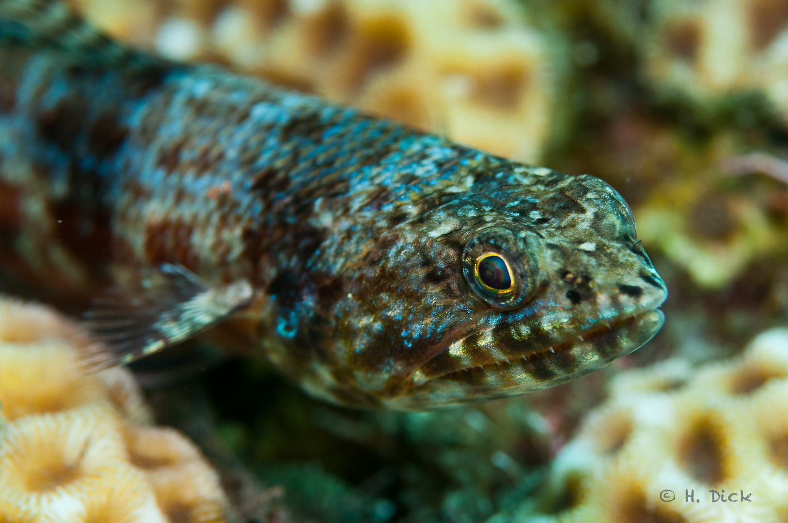 Eidechsenfisch (Synodontidae)