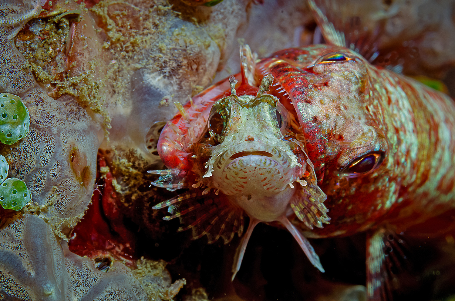 Eidechsenfisch und Skorpionfisch