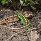 Eidechsenpärchen im Garten