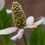 Eidechsenschwanz (Anemopsis californica).