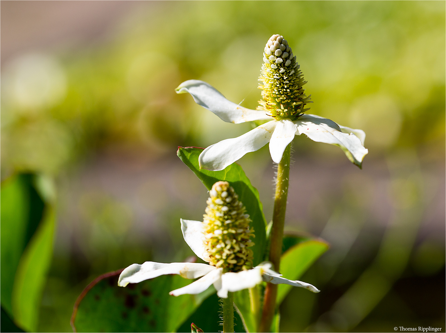 Eidechsenschwanz (Anemopsis californica)