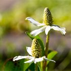 Eidechsenschwanz (Anemopsis californica)