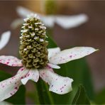 Eidechsenschwanz (Anemopsis californica)