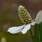 Eidechsenschwanz (Anemopsis californica).