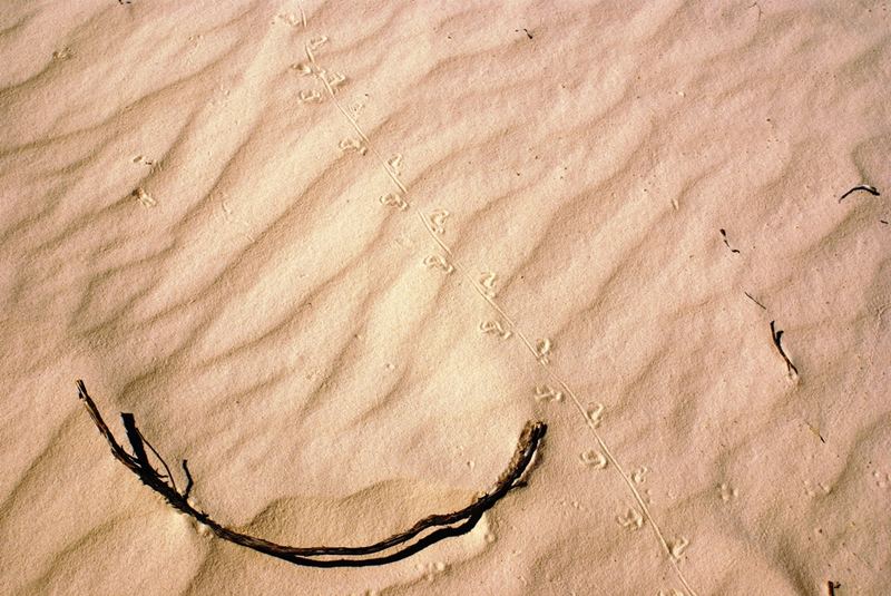 Eidechsenspur in White Sands